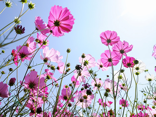 Parcours olfactif fleurs