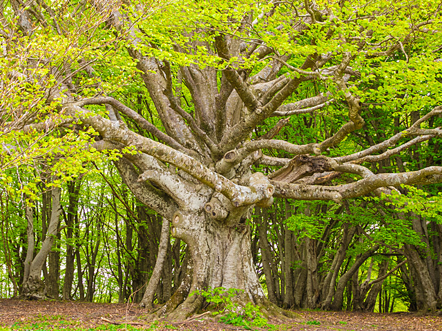 Parcours olfactif forêt